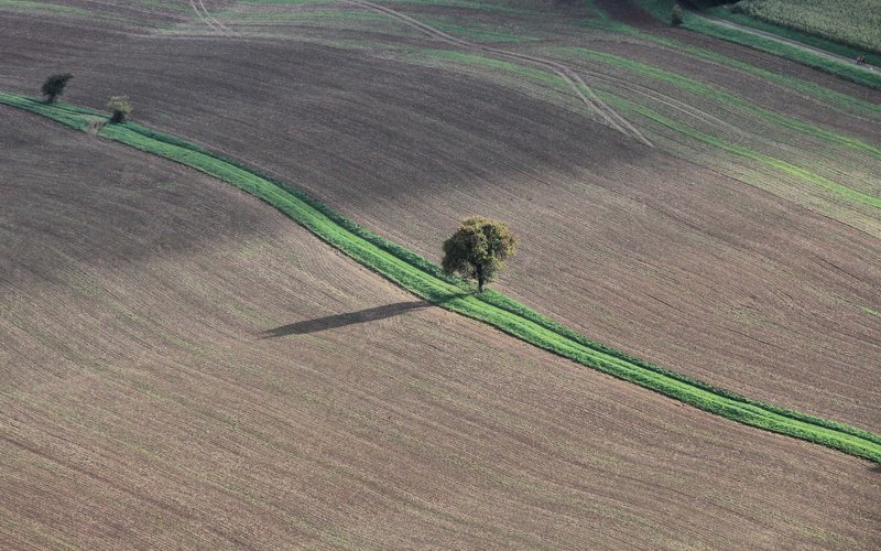 Luftbild eines Baumes auf einem Feld